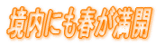 境内にも春が満開